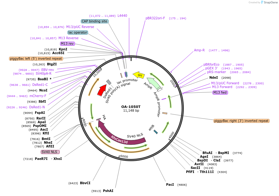 191374-plasmid-map-sequence-id-381990