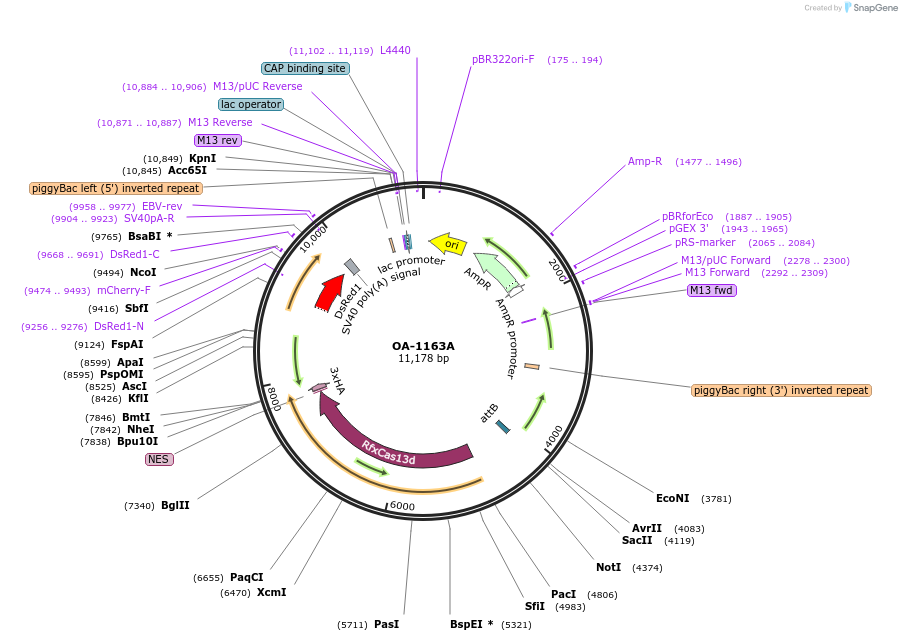194001-plasmid-map-sequence-id-381991