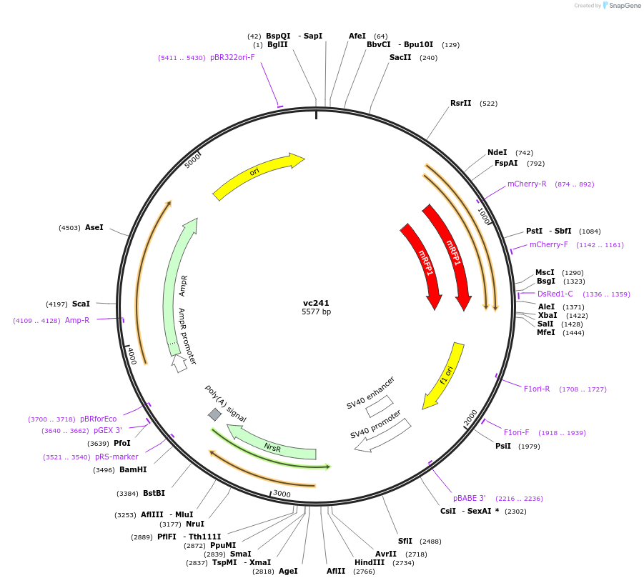 193453-plasmid-map-sequence-id-381992