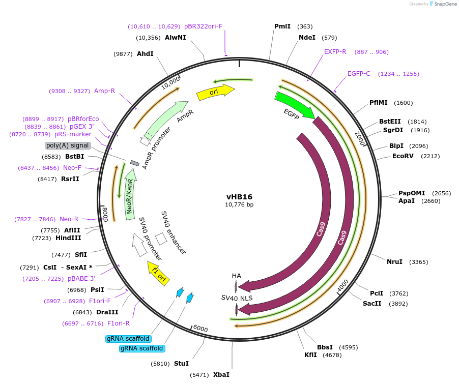 193455-plasmid-map-sequence-id-381993