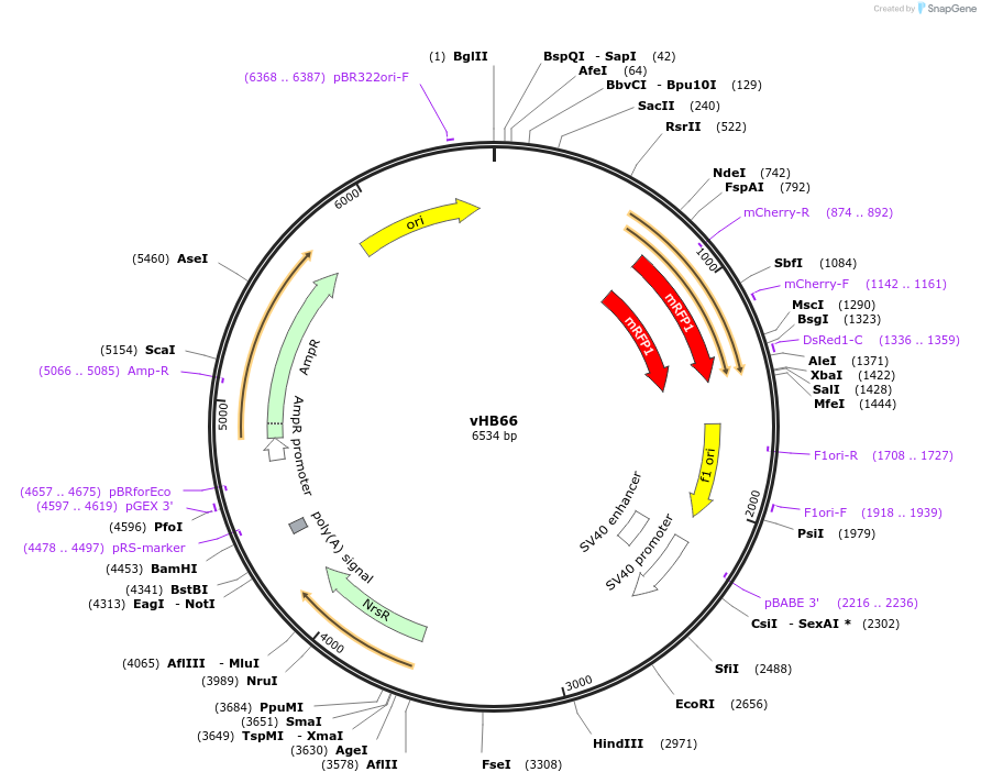 193456-plasmid-map-sequence-id-381995