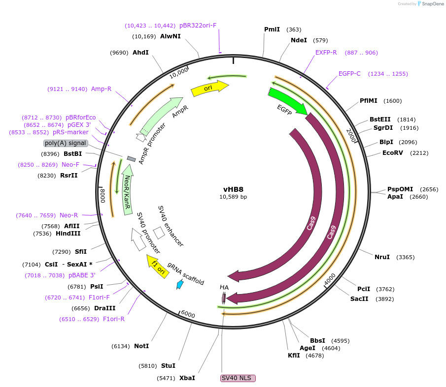 193454-plasmid-map-sequence-id-381998