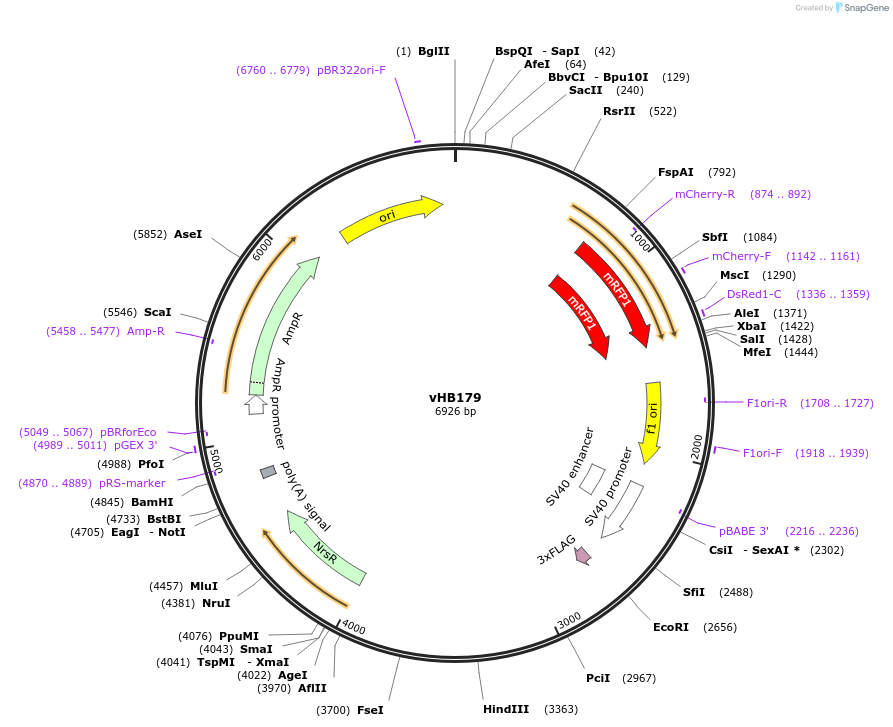 193458-plasmid-map-sequence-id-381999