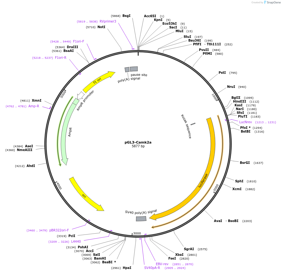 186818-plasmid-map-sequence-id-382002