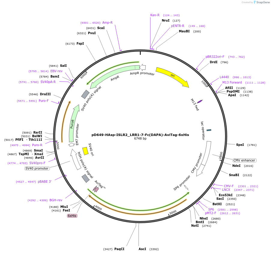 157618-plasmid-map-sequence-id-382003