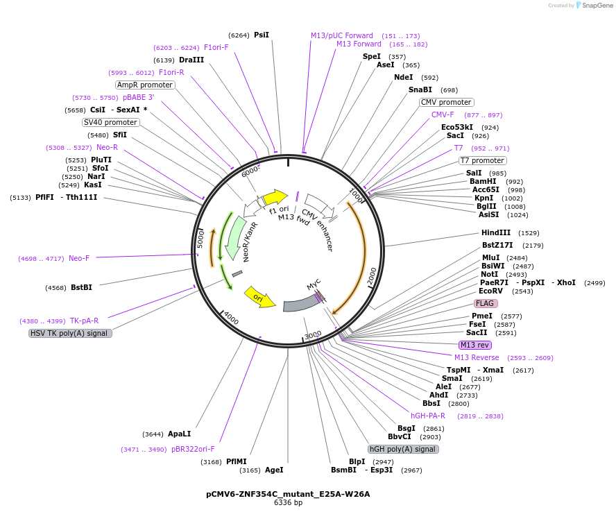 194186-plasmid-map-sequence-id-382004
