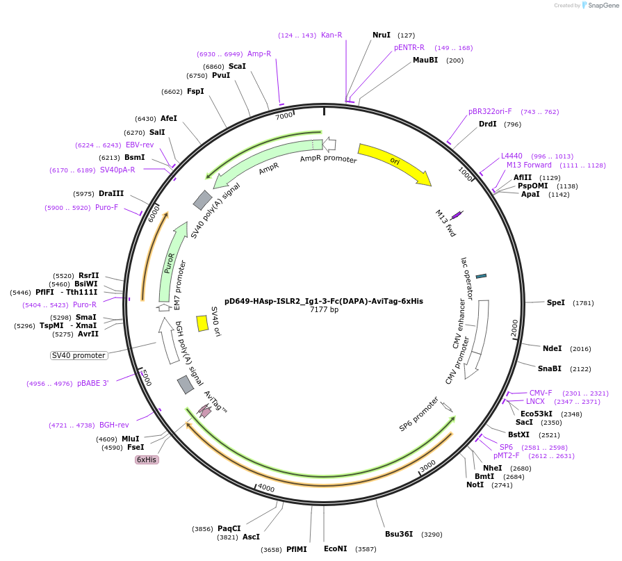 157619-plasmid-map-sequence-id-382008