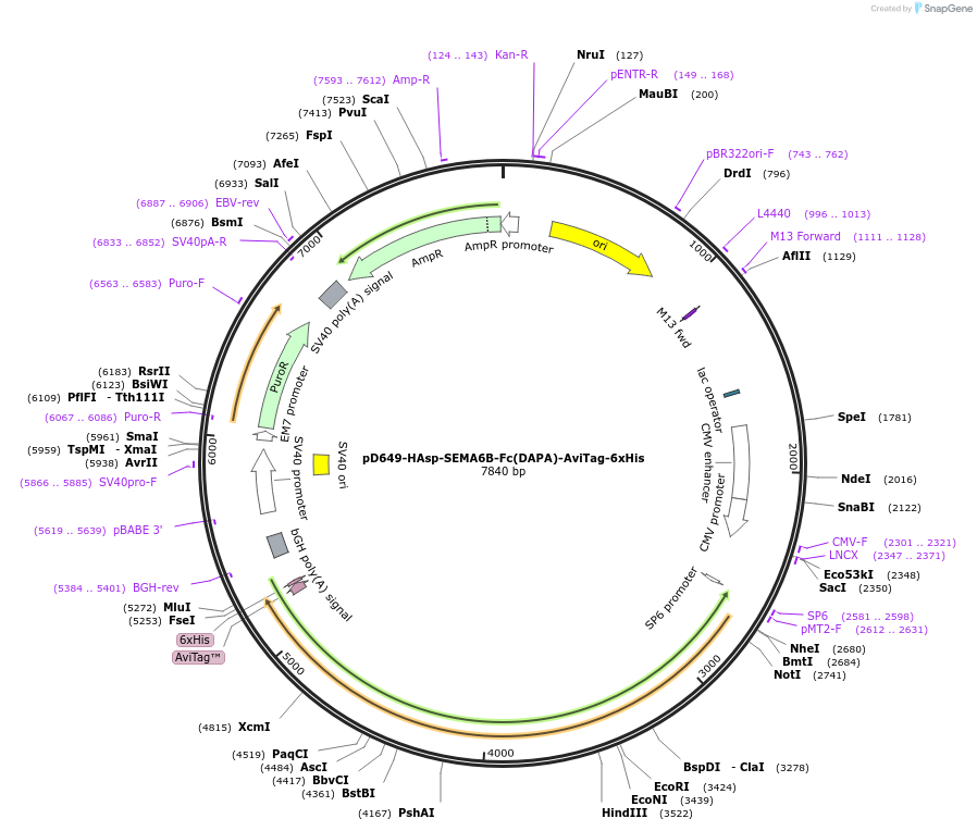 156918-plasmid-map-sequence-id-382011