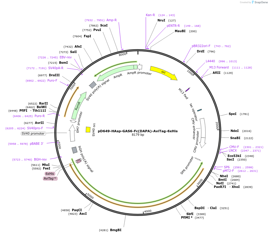 156947-plasmid-map-sequence-id-382013