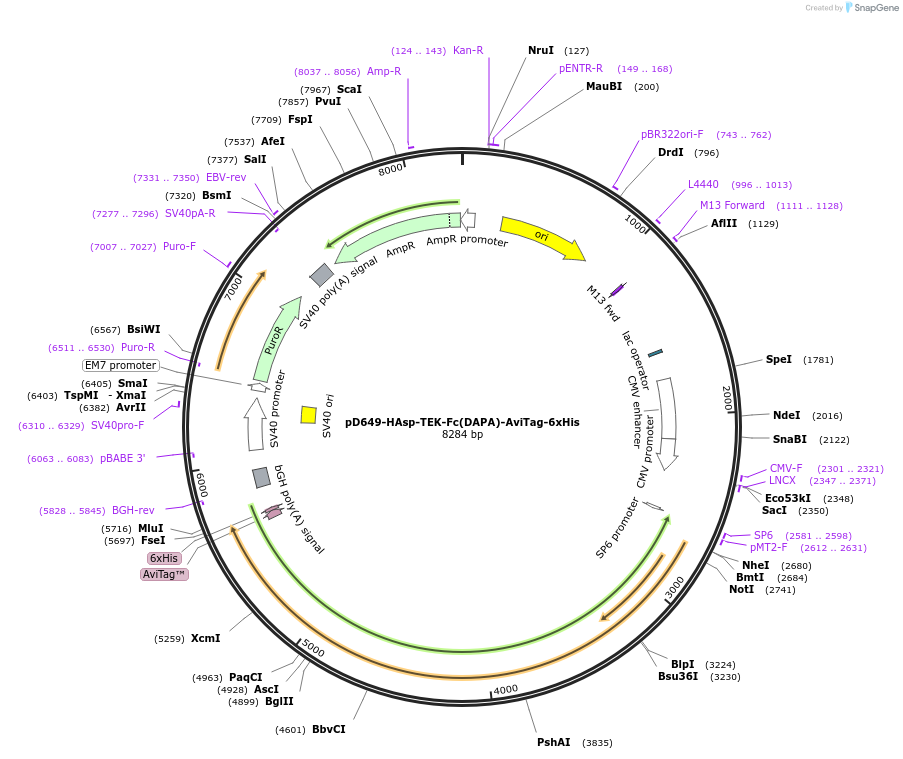 156957-plasmid-map-sequence-id-382014
