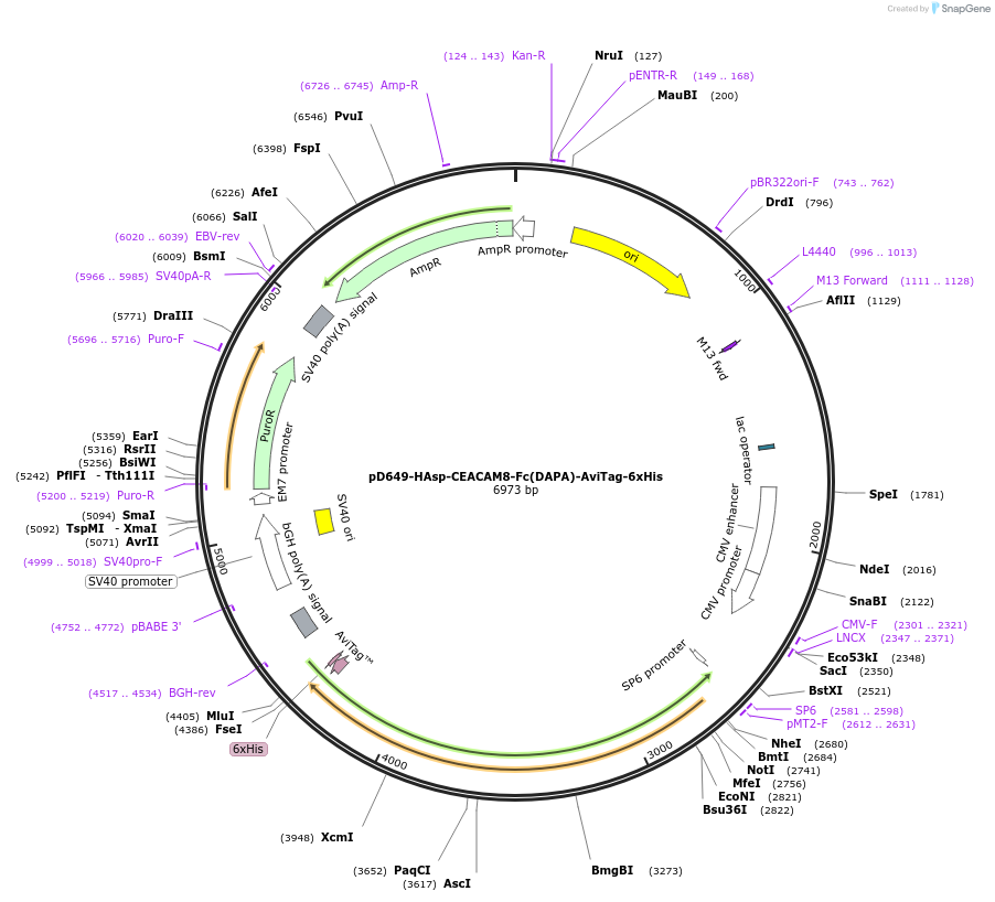 156730-plasmid-map-sequence-id-382016