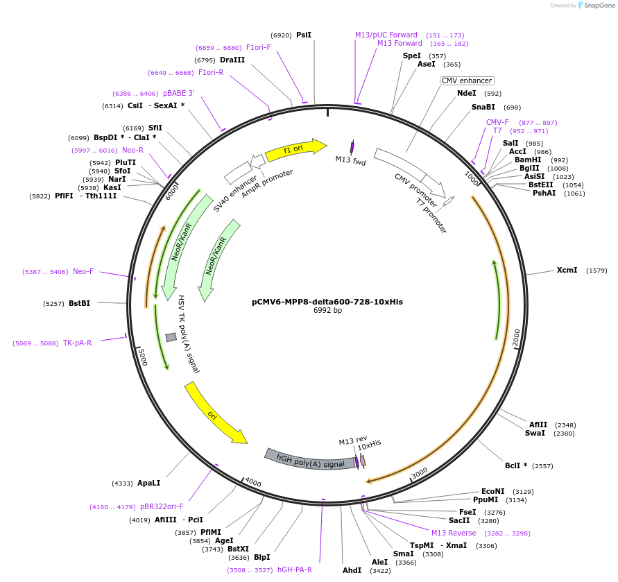 194183-plasmid-map-sequence-id-382025