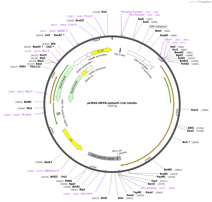 194180-plasmid-map-sequence-id-382026