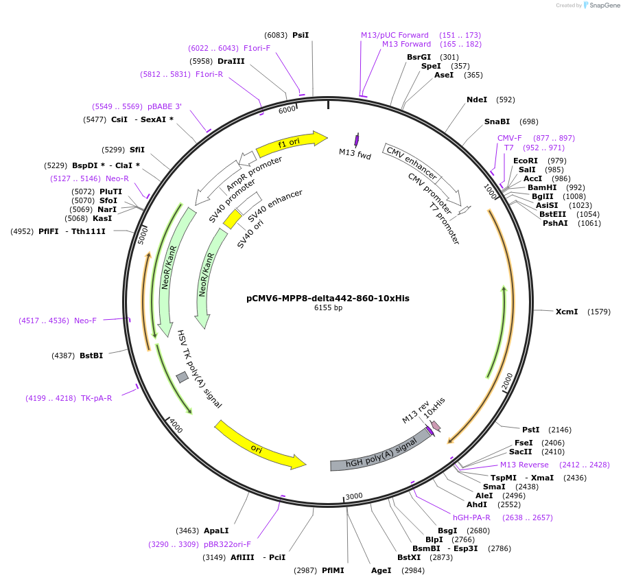 194182-plasmid-map-sequence-id-382027