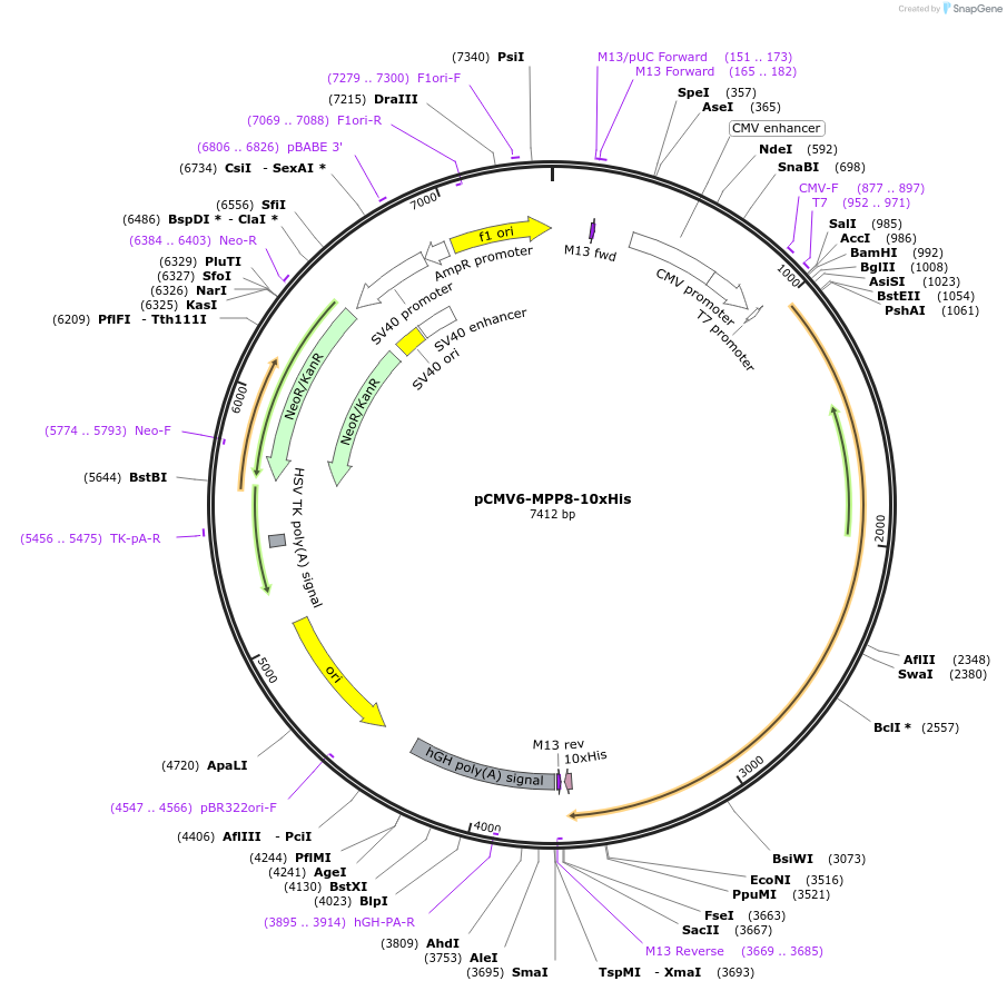 194178-plasmid-map-sequence-id-382028