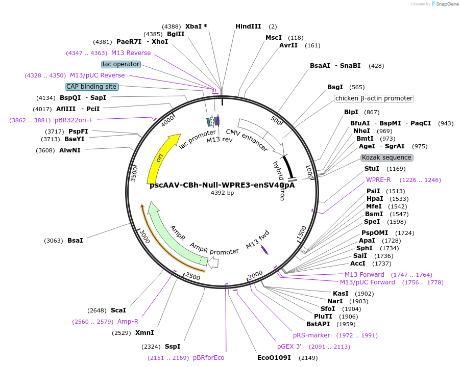 194245-plasmid-map-sequence-id-382096