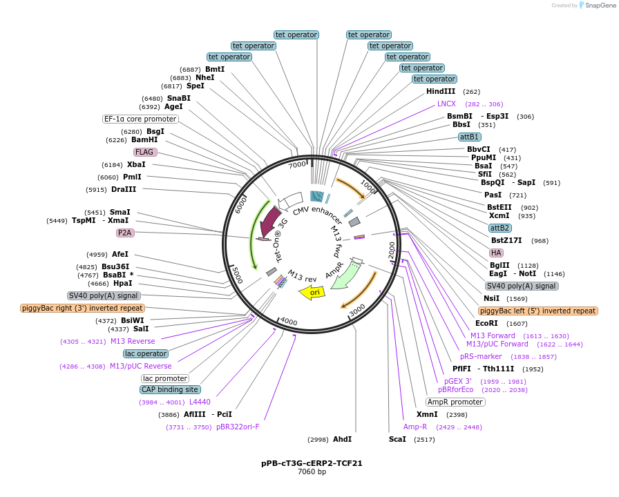 192894-plasmid-map-sequence-id-382106