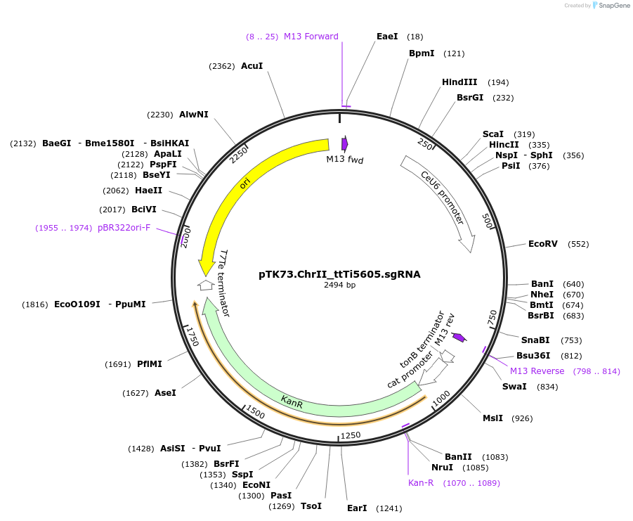 194058-plasmid-map-sequence-id-382110