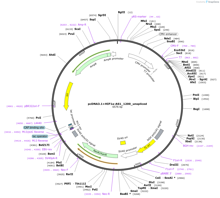 194176-plasmid-map-sequence-id-382111