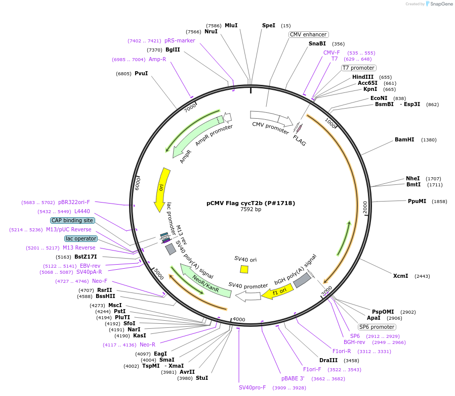 14599-plasmid-map-sequence-id-382117