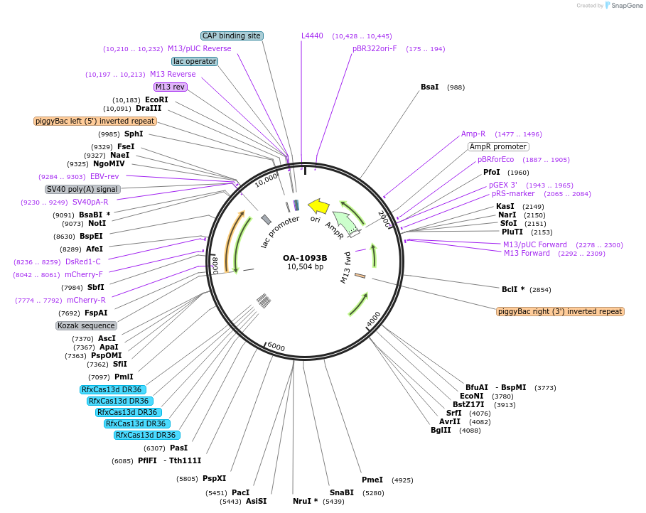 194003-plasmid-map-sequence-id-382120