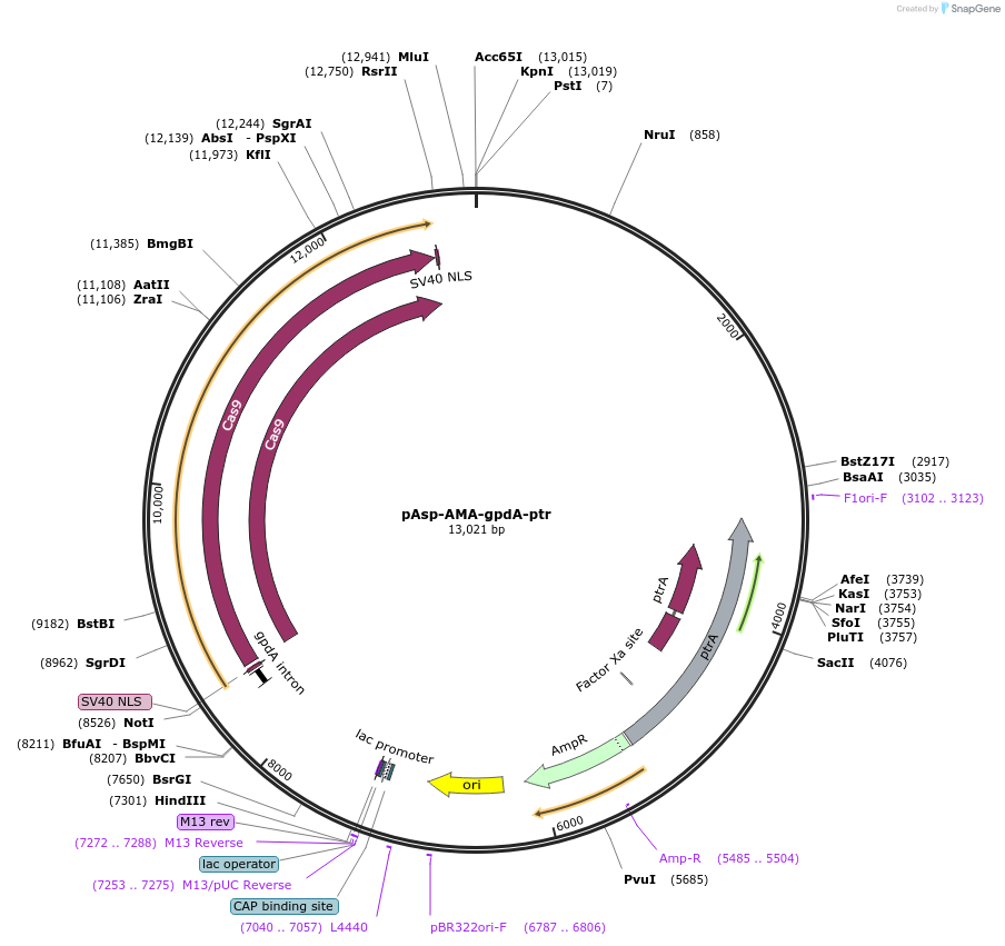 191016-plasmid-map-sequence-id-382130