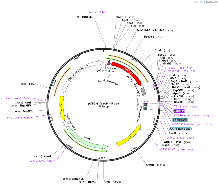194339-plasmid-map-sequence-id-382133