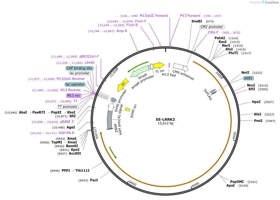 193583-plasmid-map-sequence-id-382191
