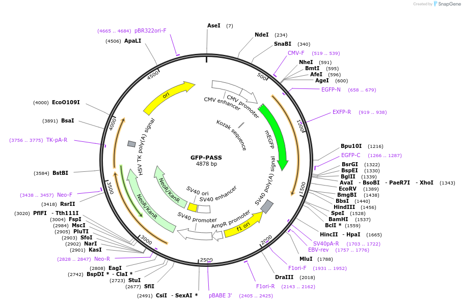 193970-plasmid-map-sequence-id-382205
