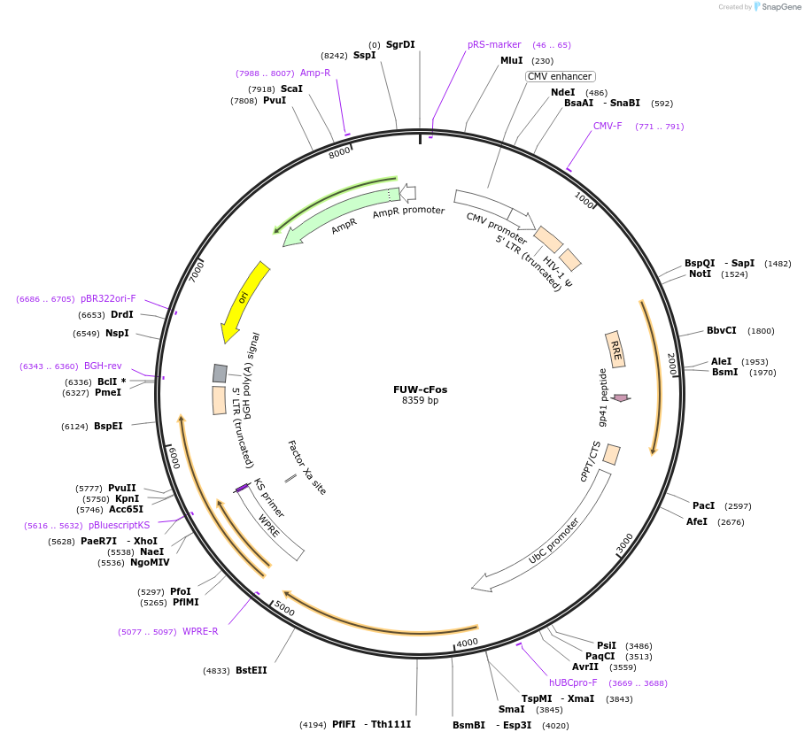 193089-plasmid-map-sequence-id-382211