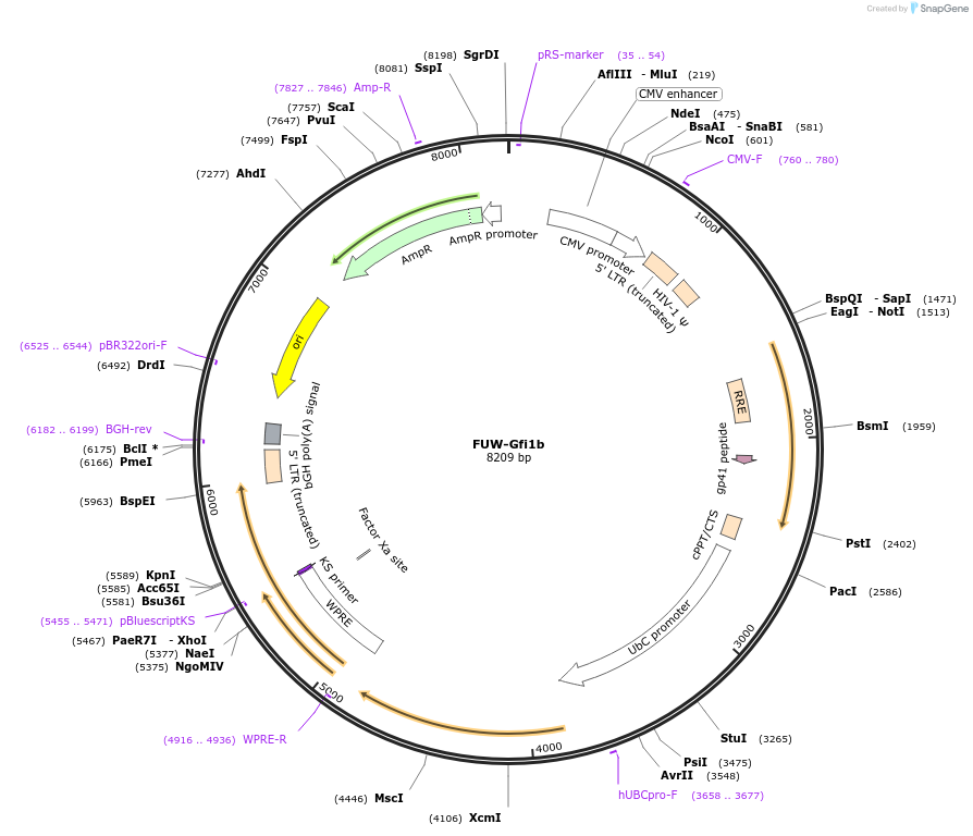 193088-plasmid-map-sequence-id-382218