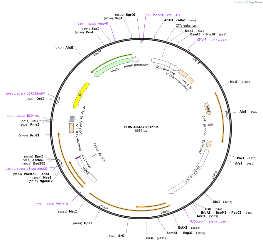 193085-plasmid-map-sequence-id-382233
