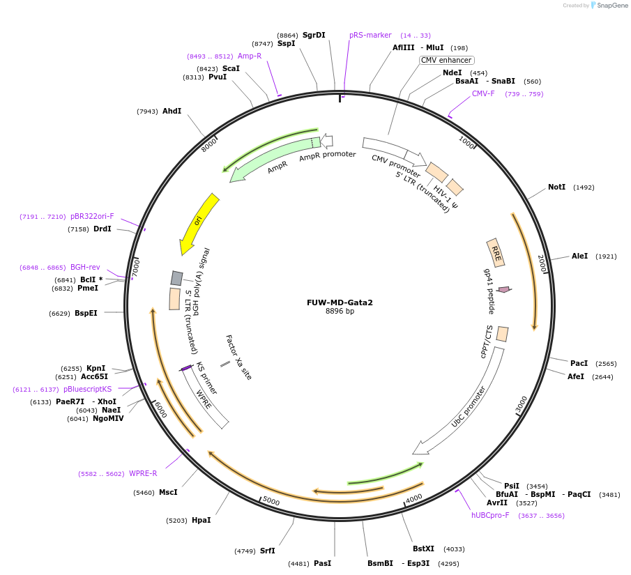 193090-plasmid-map-sequence-id-382235