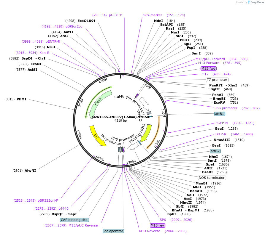 194045-plasmid-map-sequence-id-382260