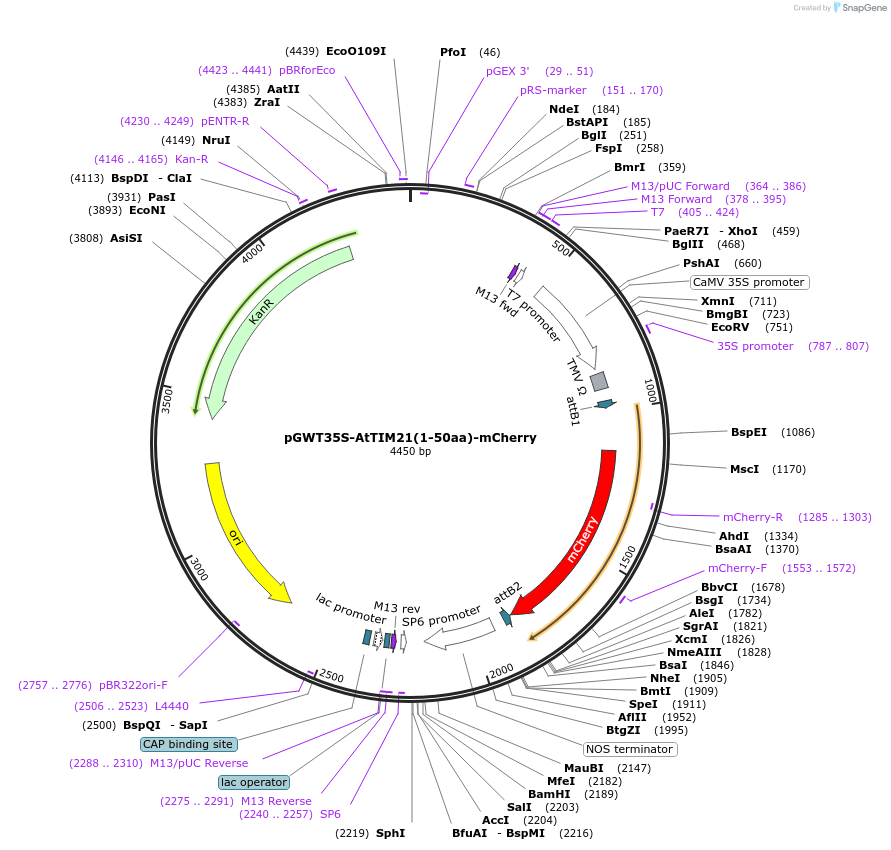 194047-plasmid-map-sequence-id-382263