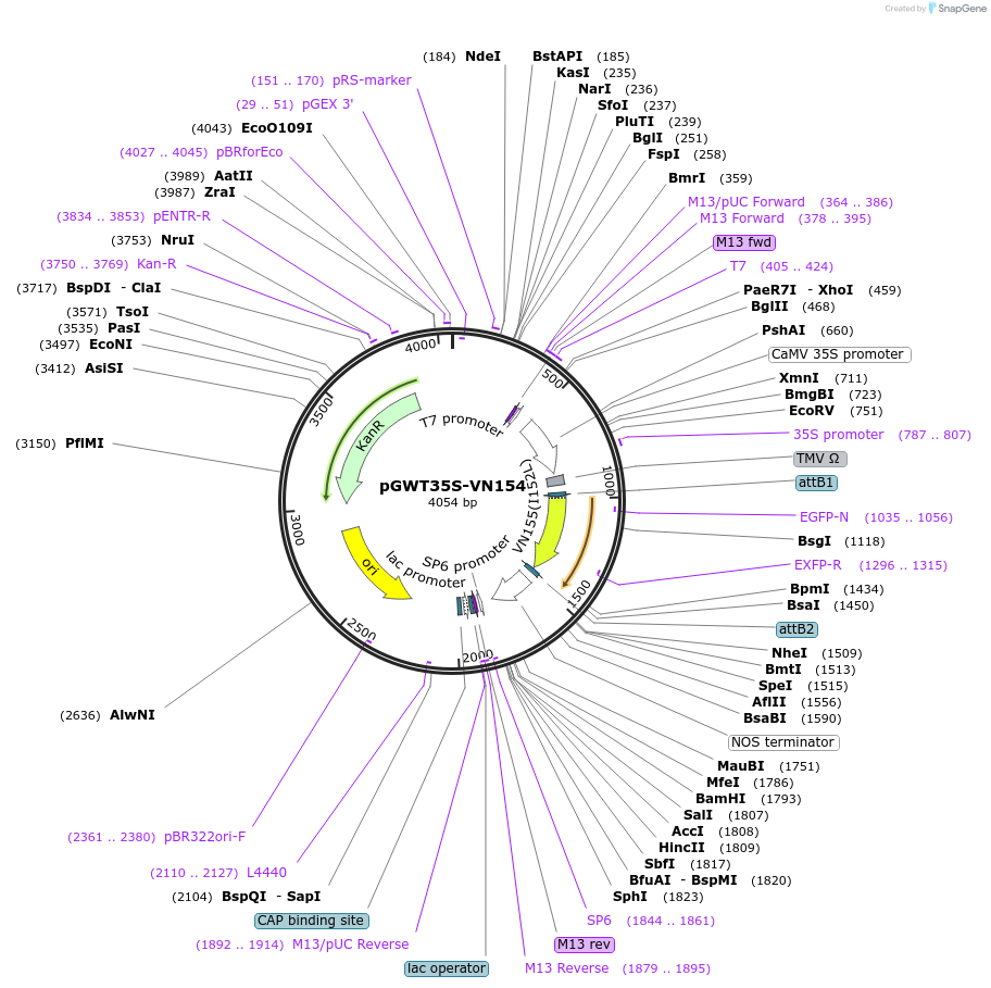 194050-plasmid-map-sequence-id-382268