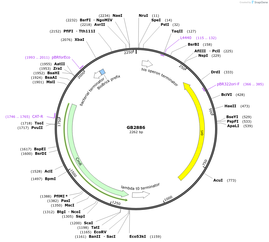 193124-plasmid-map-sequence-id-382271