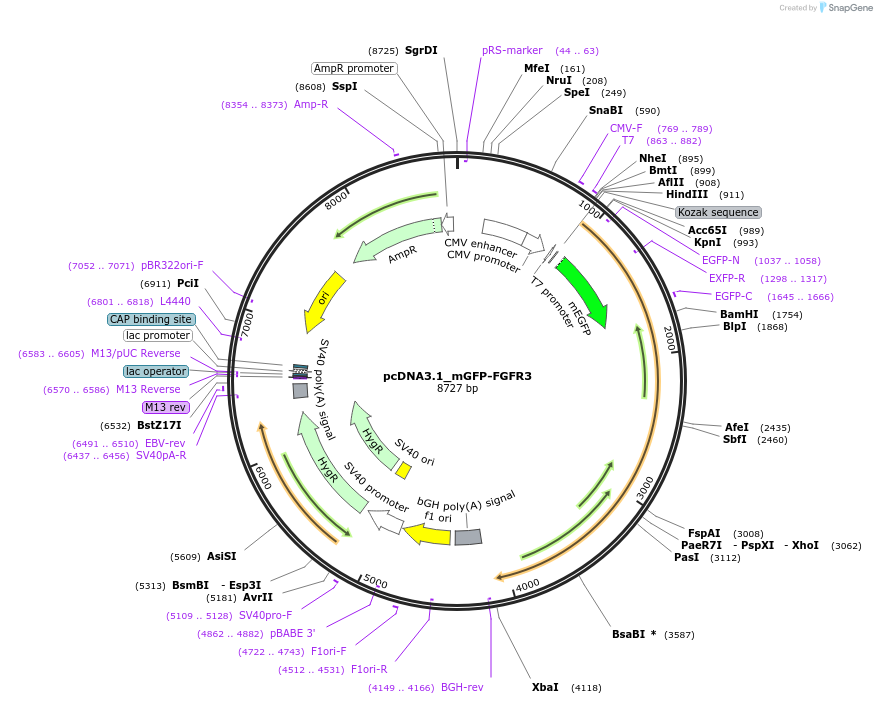191752-plasmid-map-sequence-id-382276