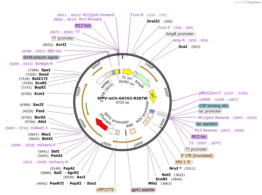 193074-plasmid-map-sequence-id-382280