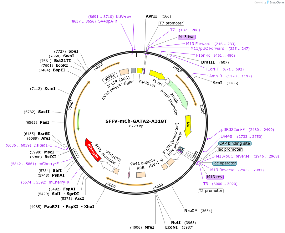193075-plasmid-map-sequence-id-382282