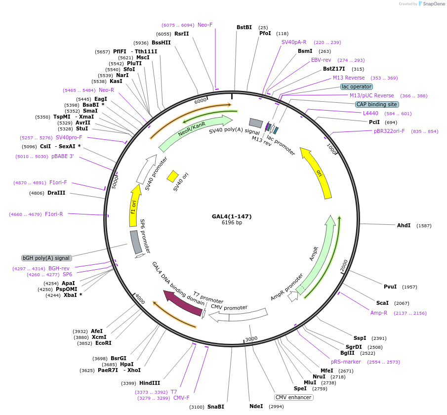 195029-plasmid-map-sequence-id-382307