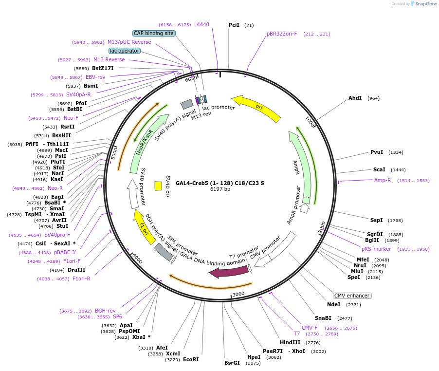 195033-plasmid-map-sequence-id-382313