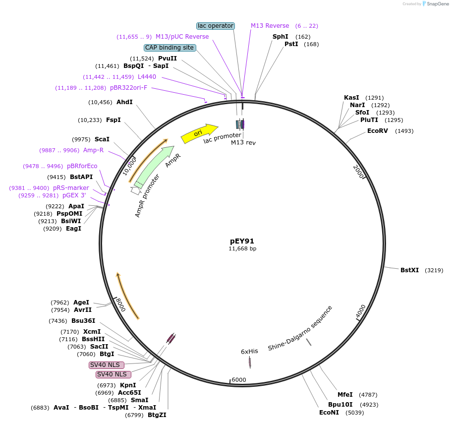 191084-plasmid-map-sequence-id-382316