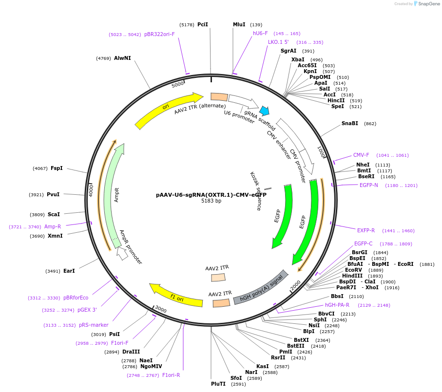 194015-plasmid-map-sequence-id-382323