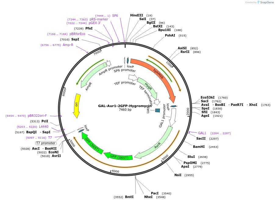 184775-plasmid-map-sequence-id-382342