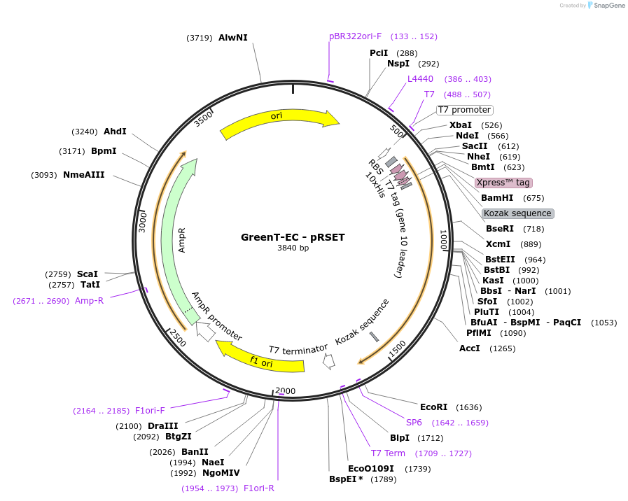 193947-plasmid-map-sequence-id-382348