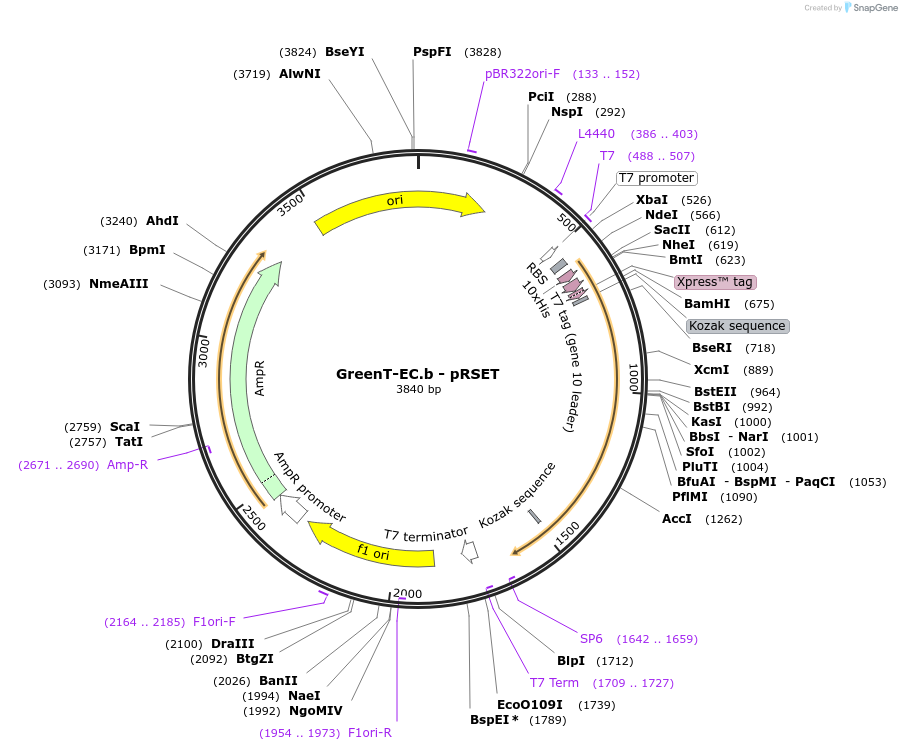 193948-plasmid-map-sequence-id-382349