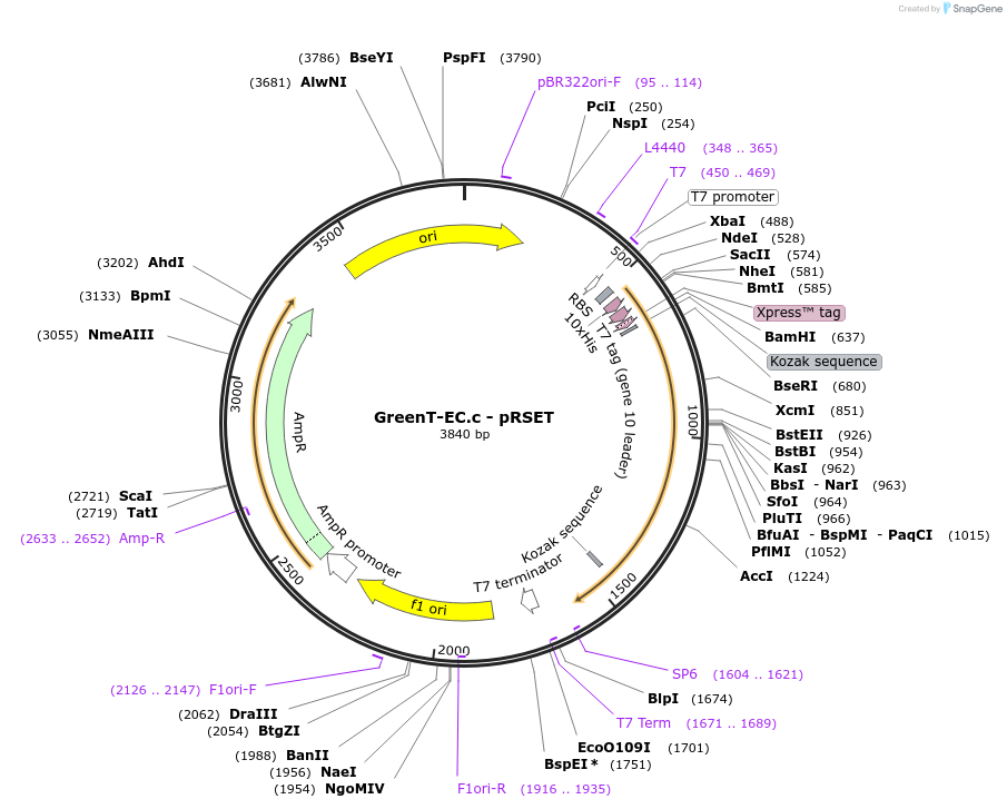 193949-plasmid-map-sequence-id-382350