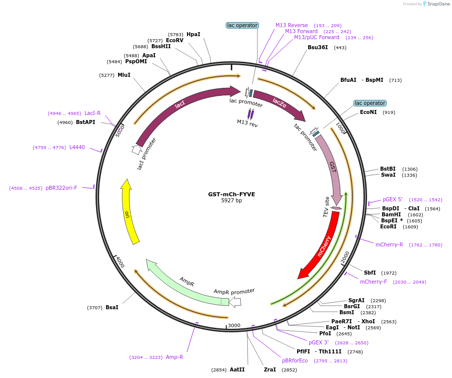 192289-plasmid-map-sequence-id-382363