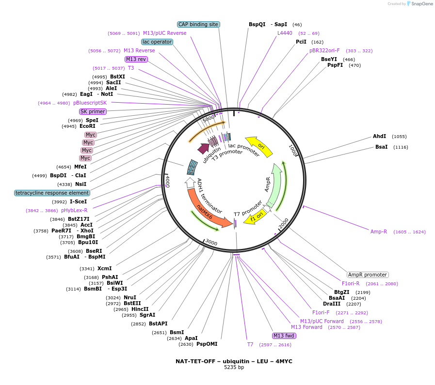 193314-plasmid-map-sequence-id-382366
